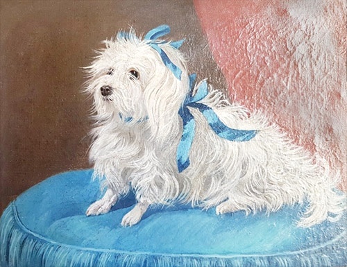 Bichon, le chien de l'empereur